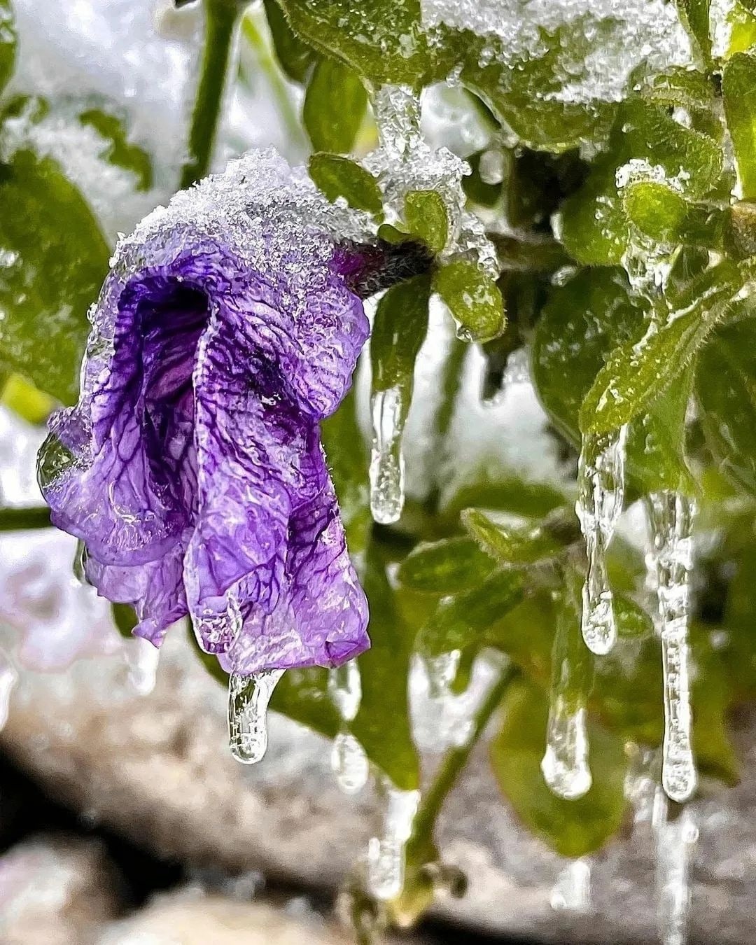 Ice rain. Ледяной дождь. Ледяной ливень. Цветы после ледяного дождя. Растения в ледяной дождь.